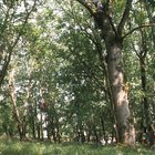 ../thumbnails/054-052.jpg.small.jpeg