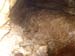 Font del truffe 2