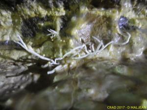DM Image01